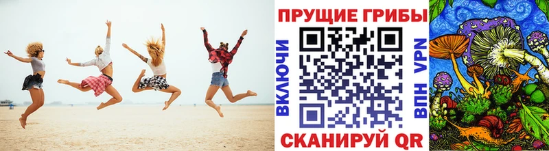 где можно купить Моздок Псилоцибиновые грибы Psilocybe